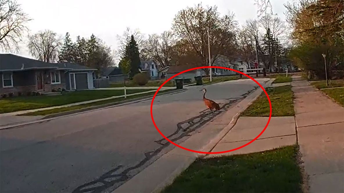 Bodycam: Police shoot sandhill crane