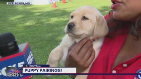 Puppy pairings!