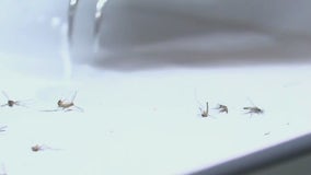 West Nile virus cases in Central Texas