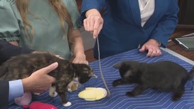 'The Nine' celebrates National Kitten Day with FAAS