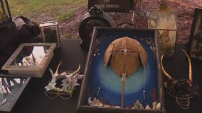 Vendor previews Wicked Wilds event at McIntosh Preserve