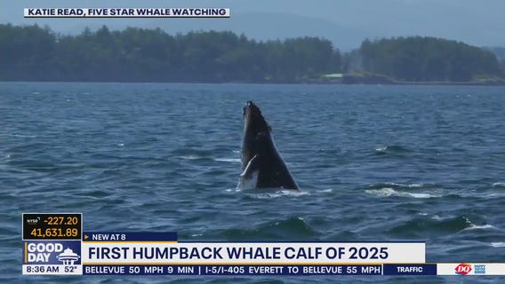 The first humpback whale calf of 2025 arrives in the Salish Sea