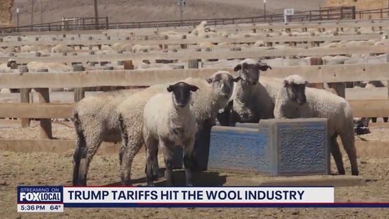 Trump's China tariffs hit American wool industry