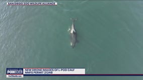 New drone images of L-Pod calf