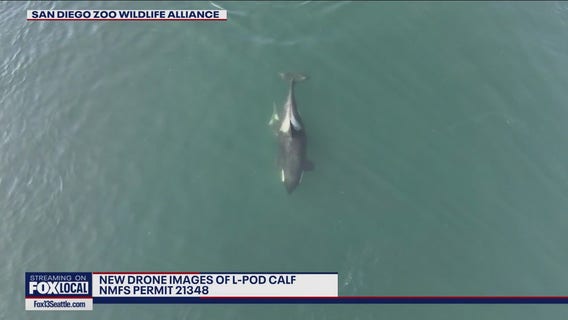 New drone images of L-Pod calf