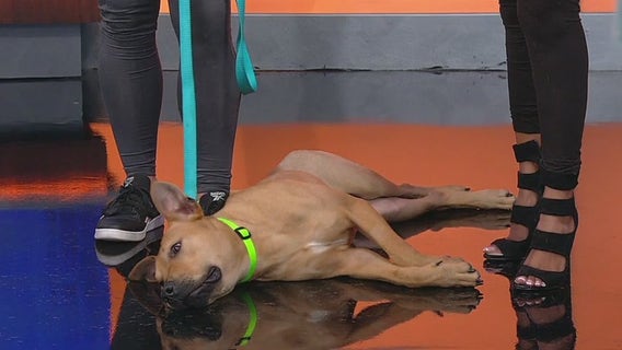 Meet Rotisserie Chicken, our Pet of the Day