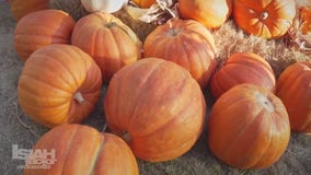 Houston Pumpkin Festival kicks off at Discovery Green