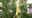 Rare corpse flower blooming at Como Zoo