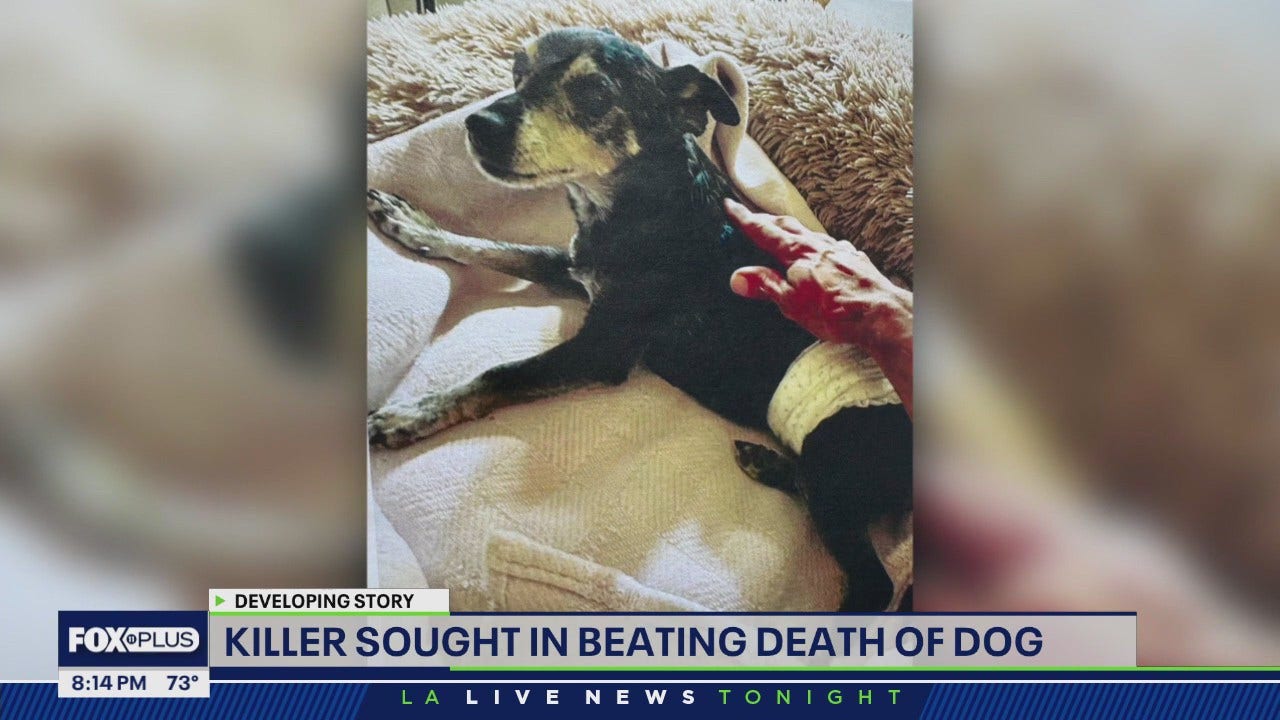 Man accused of killing dog in West Hollywood | FOX 11 Los Angeles