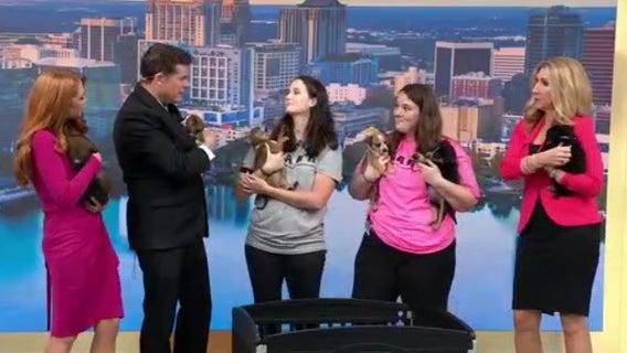 Orphaned pups looking for forever homes