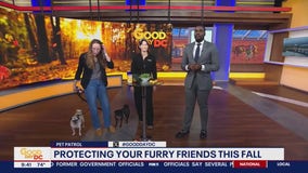 Protecting your furry friends this fall