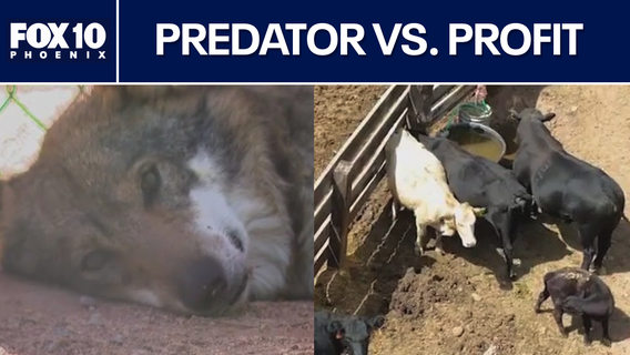 Conservation vs. commerce: The fight over Arizona's wolf population