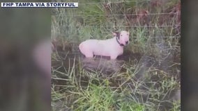 Dog found tied to fence as Hurricane Milton approaches