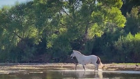 Builder finds holiday peace in wildlife photography