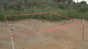 Unleashed dog kills nearly 2 dozen newly born sea turtles in Florida, officials say