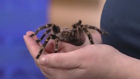 Zoo Atlanta's Halloween fun