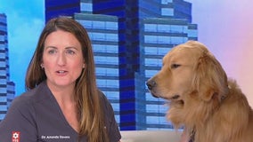 Summer safety and your pets with Dr. Amanda Stevens