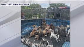 16 puppies allegedly dumped at gas station saved by Pasco County rescue group