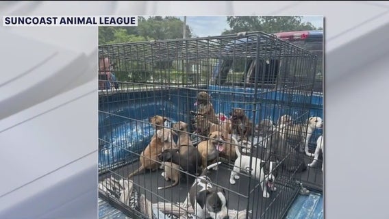 16 puppies allegedly dumped at gas station saved by Pasco County rescue group