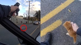 Hatchet threat at Safeway leads to arrest, kitten rescue in WA