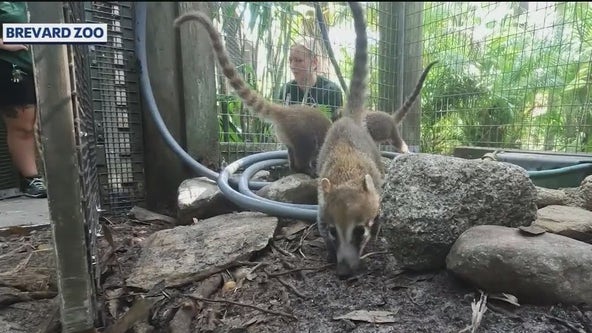 The eight new additions to the Brevard Zoo, baby White-nosed Coati's
