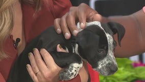 PAWS Chicago seeking volunteers to help with their furry friends