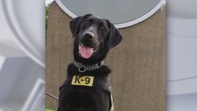 Watching Invest 91L, robotic rabbits and more!