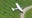 Plane makes emergency landing on golf course
