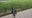 3-legged alligator spotted in Florida backyard