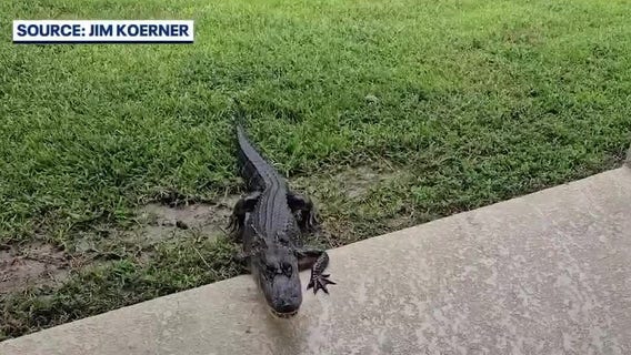 3-legged alligator spotted in Florida backyard
