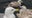 Mystery illness killing seagulls in SoCal