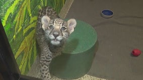 Wildlife World Zoo displays new baby jaguar