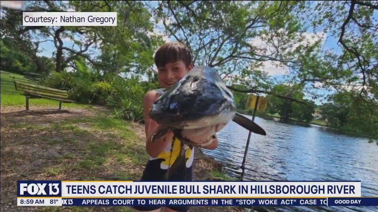 Teens catch juvenile bull shark in Hillsborough River | FOX 13 Tampa Bay