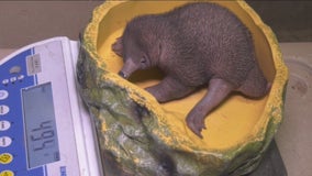 Brookfield Zoo welcomes new animals