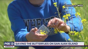 San Juan Island works to save one of the rarest butterflies in North America