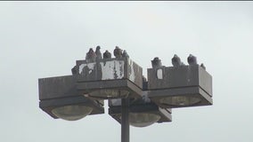 Pigeon trapping video in Chicago suburb sparks controversy over animal treatment