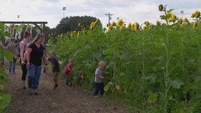 Sunflowers in full bloom in Andover