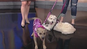 Meet Shelly and Isla: Pets of the Day