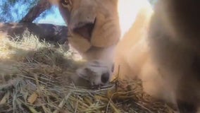 Lion finds hidden camera