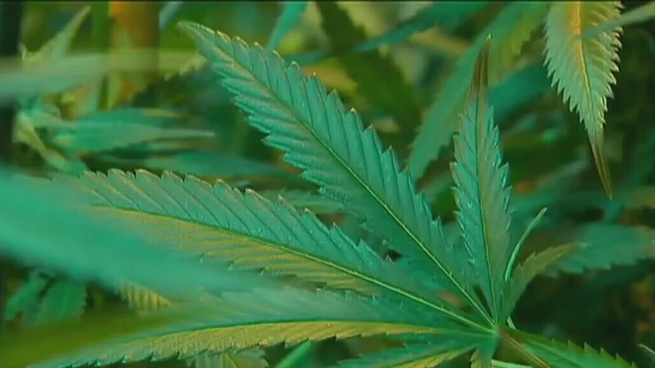 Texas Cities Approve Marijuana Decriminalization Measures