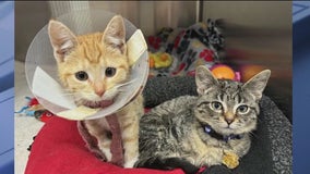 Chicago area animal shelter tries to get 2 special kittens adopted