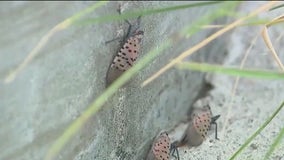 New way to tackle spotted lanternfly invasion