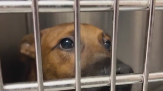 Did the COVID pandemic see more pet adoptions only for them to return after lockdown?