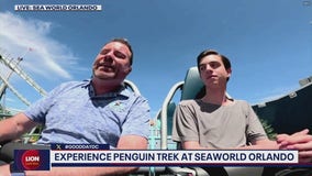 Experience Penguin Trek at Seaworld Orlando