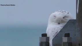 Snowy owl steals the show and other top stories from Block Club Chicago