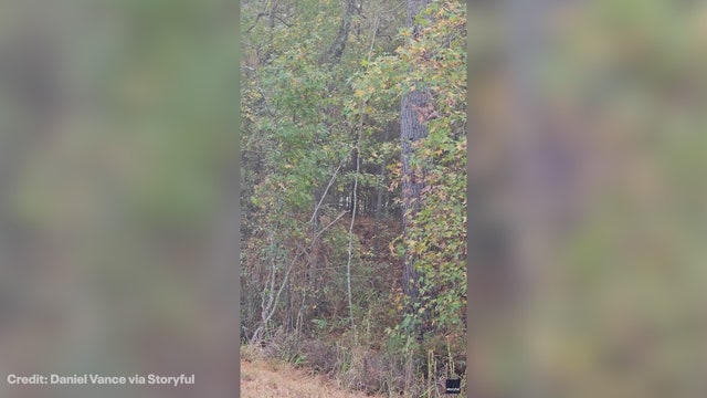 Escaped monkeys update: More than half safely recovered, several still on the loose