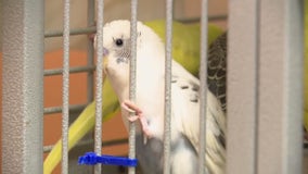 Dozens of exotic birds dumped at Huron Valley Humane Society