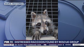 VIDEO: Raccoon with jar stuck on its head found