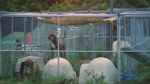 Woman charged with 38 counts of animal cruelty in alleged puppy mill 