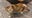 NYC says yes to bodega cats